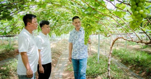 nho mau don nhat ban trong giong nho cho nha giau nong dan dak lak thu ve 2 ty moi nam 9 1733482430199396315288 233 0 1280 2000 crop 1733482482670903542359