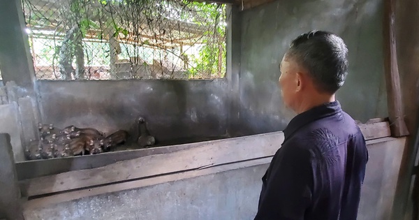 nong dan bo tui hang tram trieu nho nuoi giong heo chi an rau cu 17342441676871961262470 113 0 1453 2560 crop 17342445363531197685607
