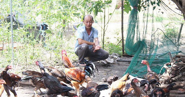 Đây là 3 con vật nuôi mang về cho một ông nông dân Bình Phước gần 1 tỷ đồng/năm 3 nuoi ga minh du tha vuon o binh dinh 17343232566551725646257 0 0 340 650 crop 17343234710071446856350