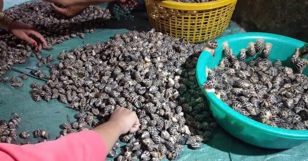nuoi oc huong o ha tien kien giang 2 17336590363491819050062 0 0 503 960 crop 1733659267632181352111