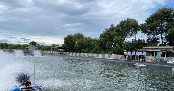 nuoi tom su 2 giai doan o quang tri 17345364705742014612689 33 0 704 1281 crop 17345367439251140480193