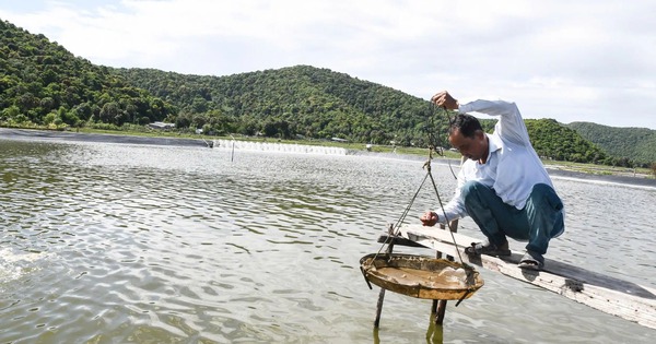 nuoi tom su quang canh o huyen kien luong tinh kien giang 17337159537581668725780 0 0 1309 2500 crop 1733716251080450822989