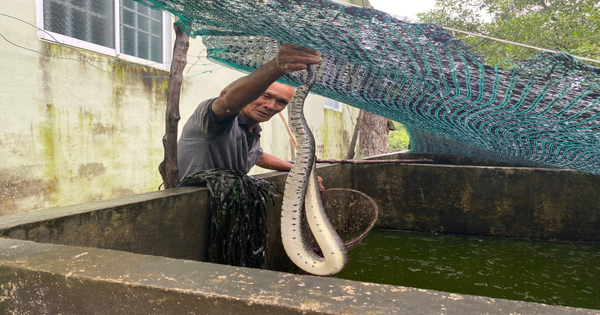 Một ông nông dân Cà Mau nuôi con động vật hoang dã, tóm lên thấy to dài, bán con giống bé tí 100.000 đồng 3 ran ri ca 1735016799485 17350167999051394869289 0 0 592 1131 crop 1735017273147190881372