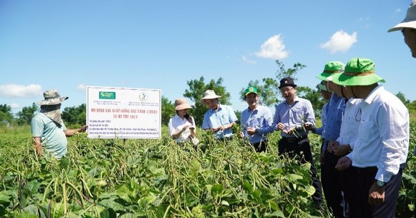 trong dau xanh o quang tri 17348003557091364297356 0 0 416 794 crop 17348003790261795760145