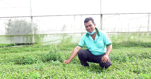 Trồng loại rau gia vị tốt um như cỏ dại, ăn hột vịt lộn ai cũng cần, một nông dân Sóc Trăng bán hút hàng 3 trong rau ram 1733041695873 1733041696162869847826 20 0 439 800 crop 1733041912806282470404