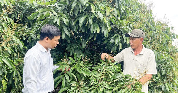 xen canh nhan ido nhan dac san voi cay mai vang mai chieu thuy va cay hanh kieng o quan o mon can tho 1734591512897168770764 55 0 474 800 crop 1734591637721538228305