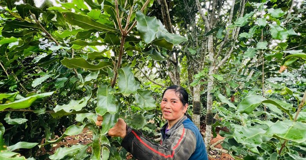 Ở nơi này của Gia Lai, hễ nhà nào trồng cây tốt um ra "trái cứng hạt giòn" ăn khỏe đẹp là nhà đó giàu 6 z6063568189095 69ec62b12fdc8702b428e4eb6a451265 1735055515404 173505551890250930676 12 0 483 900 crop 173505586403853819342
