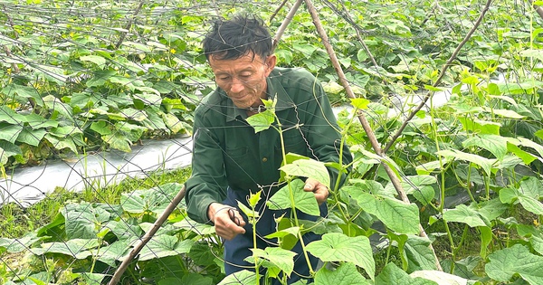 Ruộng trồng dưa chuột vụ đông ở Hà Tĩnh đẹp mắt, quả thả la la thế này đây 9 z6141922792589 548dc6a94c78cd1094d294e60c48a498 1734918672306722080831 268 0 1315 2000 crop 17349186846091817888623