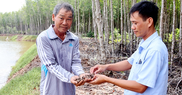 Đây là con vật "sống chậm" trong rừng ở Trà Vinh, dân chả phải cho ăn, thấy lơn lớn bắt bán 100.000 đồng/kg 3 080359t920copy 1736682558748 1736682559394387146495 72 0 596 1000 crop 1736682812299955829003