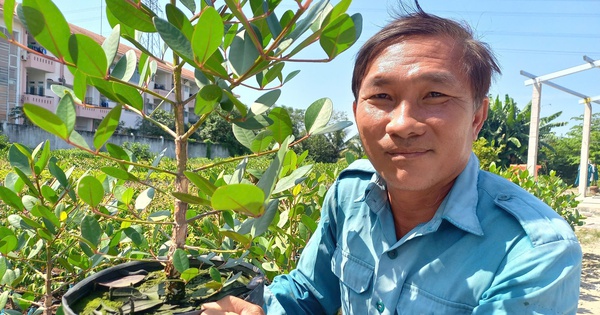 Biến cây dại thành cây cảnh đang hot, rễ mọc ngược lên trời, anh nông dân Long An có bao nhiêu bán hết bấy nhiêu 17 1 trong ban oi 1735610754303559738456 253 0 1593 2560 crop 1735611916006490601313