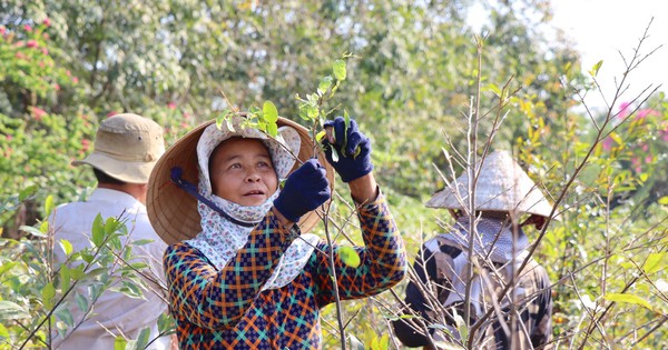 182024 62081706423075img 0853 jpg 1737638993135 17376389933991023005308 0 0 1005 1920 crop 1737639179111815643459