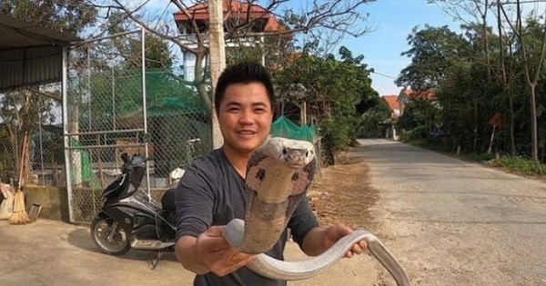 Ế ẩm, mang nghìn con rắn hổ mang cực độc đi nấu cao, một nông dân Phú Thọ làm ra chả kịp bán 15 avatar1738163119139 173816311956882155701 1 0 315 600 crop 17381634545641079028182
