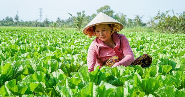 Trồng loài rau có cái tên nghe buồn cười nhưng cực tốt cho sức khỏe, nông dân một xã ở Cà Mau giàu to 3 cai be 17380483456511614298251 14 0 538 1000 crop 173804836944117419316
