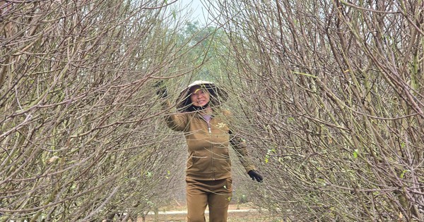 Dân xã này ở Nghệ An ép đào phai 5 cánh bung nở đúng ngày Tết, thu về hơn 3 tỷ 7 dao phai 7 17363016335661063446522 0 0 1340 2560 crop 1736302704984146691231