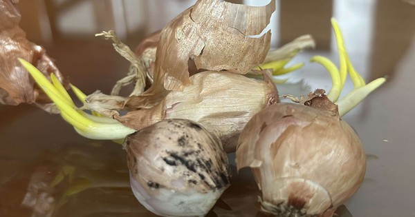 hanh toi co dom den 17365866210111967423148 269 125 1471 2048 crop 1736587665645964898507