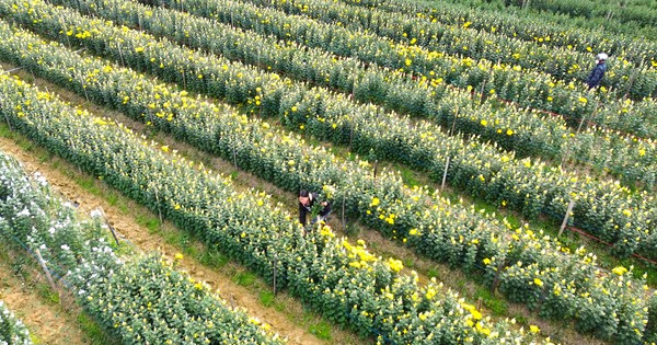 hoa 3 1737621305506753823309 288 0 1628 2560 crop 1737623134081477120909