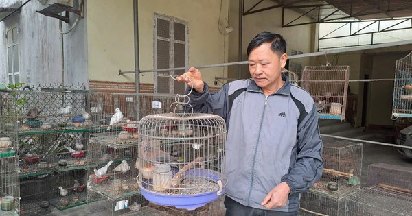 "Đánh liều" nuôi một loại chim hót vạn người mê, đẻ cản chả kịp, một người Thái Nguyên bán 1,3 triệu/cặp 11 img17378608745261737861426848 17378617117651212631587 0 0 670 1280 crop 17378617530421410177029