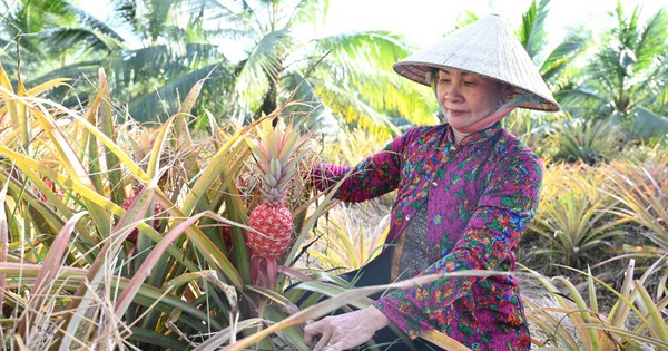 Cả xã chỉ còn một mình trồng ra trái khóm đỏ như son, Tết này bà nông dân Long An trúng đậm 3 khom son 17374736660341379152401 31 0 555 1000 crop 17374737061221375269116
