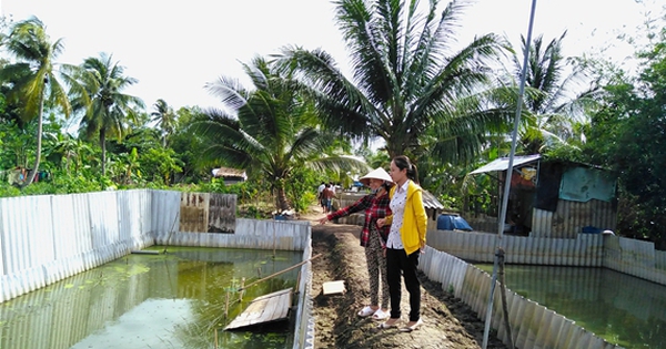 mo hinh nuoi ba ba o hau giang 17371303403041431968848 27 0 328 575 crop 173713044224130670330
