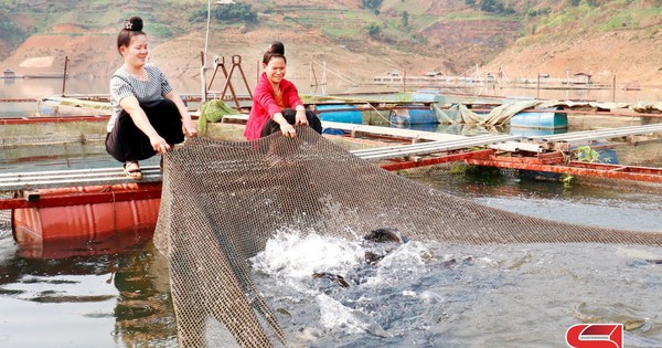 nong dan xa chieng bang huyen quynh nhai nuoi ca long tren long ho 1736925720773 1736925720865381477115 56 0 1056 1600 crop 173692591192234607668