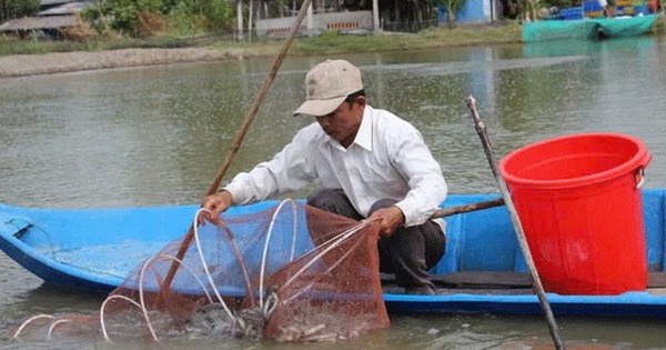 nuoi ca keo o ca mau gia ca dac san tang cao nong dan nuoi tom nuoi ca keo lai lon 17364896102451795579358 42 0 408 700 crop 17364897337001543218330