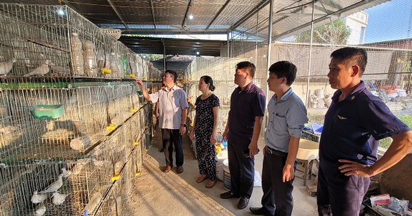 nuoi chim cu gay trang la mo hinh nuoi con dac san lam giau o bac giang 17360728116191423154693 0 30 303 609 crop 17360729712251093516187