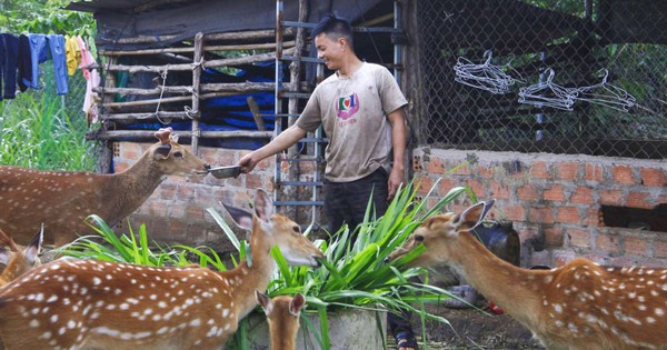 nuoi huou sao huou sao la dong vat hoang da cho nhung huou quy hiem o kon tum 17377006429011634207388 108 0 879 1473 crop 17377006996192146050164