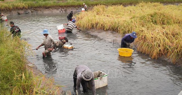 nuoi tom cang xanh trong ruong lua o tinh bac lieu bat len toan tom to bu the nay day 17362434758541337166746 18 0 366 665 crop 1736243546495188073499