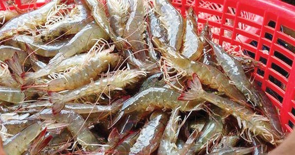 nuoi tom the chan trang o thai binh lai tien ty 1736084998823734103635 7 0 477 897 crop 17360850268851831200346