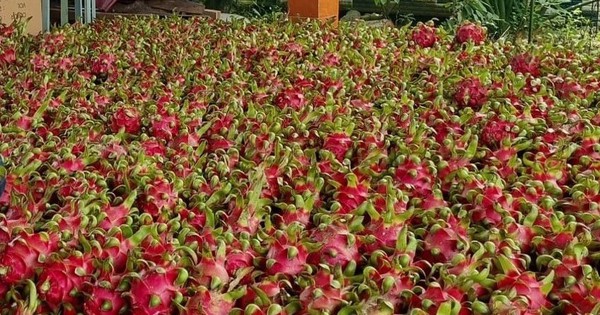 ong duc thanh long trai 17369091539032135370459 0 0 445 850 crop 1736909156699797398623