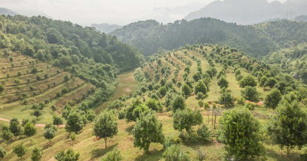 potal dien bien chuyen doi co cau cay trong mang lai hieu qua kinh te cao 6642294 1736518787143 17365187885871212680544 52 0 408 680 crop 17365190169701292789082