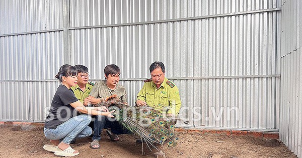 thanh nien thanh cong nuoi chim cong 1737016697269 17370166979401895992482 30 0 449 800 crop 17370173040551093841932
