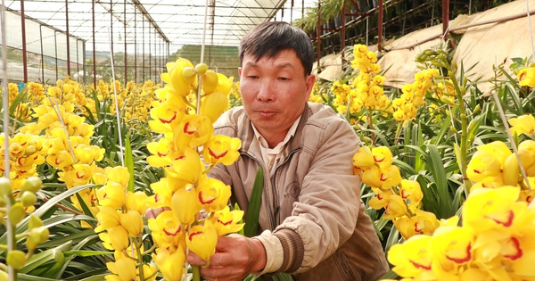 Trồng cây ra hoa quý tộc có tên “Hoàng hậu”, chỉ 4 tháng chăm, dân Đà Lạt "bỏ túi" vài trăm triệu 11 trong dia lan 1 17365883877331089464725 72 0 1412 2560 crop 17365888882511181861739
