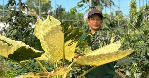 anhlam2025021008064720250210200739 1739765571560 1739765571826640245544 0 0 720 1152 crop 1739765637431423074859