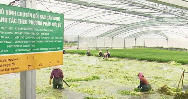 Cả làng ở Bắc Giang trồng thứ rau giòn rụm, mùi thơm tạo cảm giác thèm ăn, nhà nào trồng nhiều là giàu hẳn 5 ca lang trong rau can ban chay nhu tom tuoi o bac giang 2 17403954460191588733547 0 0 628 1200 crop 17403954722551919133188