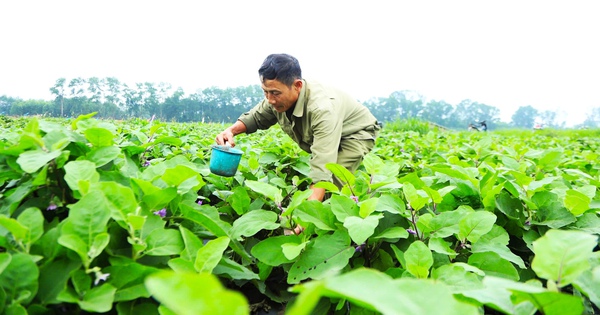 Cà dừa hoa tím, tốt um ngoài đồng, dân xã này ở Hà Tĩnh trồng thảnh công, hễ bẻ trái là bán hết sạch 17 h5 173941562127520365695 367 0 1707 2560 crop 17394158023092051432426