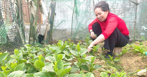 Tận dụng mảnh đất, nông dân Quảng Bình trồng đủ thứ rau ngon, có rau thơm phức, tết ra nhổ tiện đủ đường 1 img20250131072629 1738283929281239051709 42 0 1382 2560 crop 1738284475670295047294