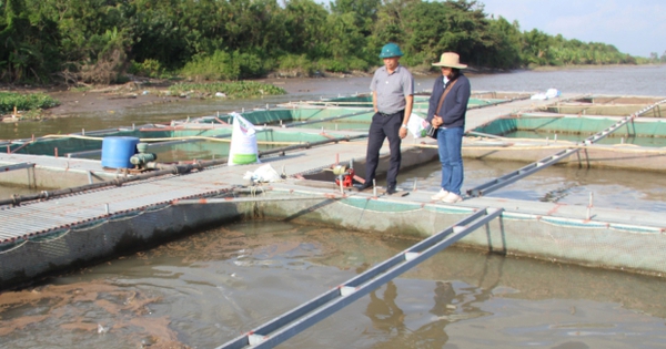 Một xã của tỉnh Thái Bình, nông dân có 100 cái lồng nuôi đủ các loại cá ngon, có người thu 4 tỷ/năm 3 nuoi ca long 17401065048361174366939 4 203 329 823 crop 1740106556788912165457