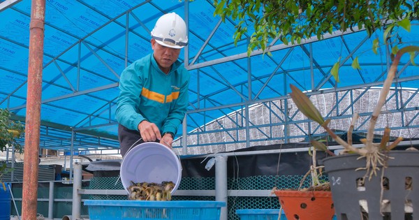 Nuôi loài được ví như sâm nước, giúp tăng cường sinh lý, anh nông dân Thái Bình bán một bể là có 40-50 triệu 5 nuoi chach sun 17399266969212103856275 0 588 1233 2560 crop 1739926895935528644471