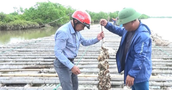 Ba ông nông dân Thái Bình, người nuôi hàu, người trồng lúa, rau màu mà toàn thu tiền tỷ 5 nuoi hau 17385809023332012151687 54 18 1256 2314 crop 1738580945326681841267