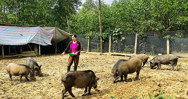 nuoi heo rung nuoi lon rung von la dong vat hoang da o binh dinh 1740464495659206152388 0 0 340 650 crop 174046466463525848789