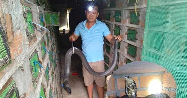 nuoi ran ho mang dong vat hoang da co noc doc ma thanh ty phu o soc trang 17397152116642141316872 0 0 314 600 crop 173971539228761933919