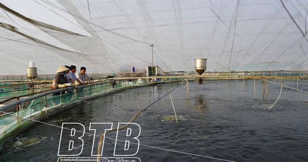 Con vật nuôi vụ đông ở Thái Bình, trời lạnh, rét thế hễ xúc lên bán là nhà nào cũng trúng tiền tỷ 2 thaithuytomvudongduocgia08450027122024 1738995857650 17389958589221807126685 0 0 440 840 crop 17389960553081907901762