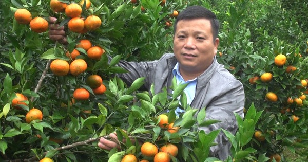 trong cam duong canh tren nui cao bac kan 2 1738850758068210629905 91 0 934 1611 crop 17388508127681699904576