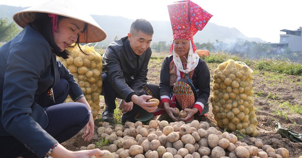 Ở nơi này của Quảng Ninh nông dân đang đào lên một loại củ ngon, hễ bán là được giá tốt 1 trong khoai tay atlantic vu dong tien yen quang ninh 6 1739608948918897853384 47 0 675 1200 crop 1739610615429793264617