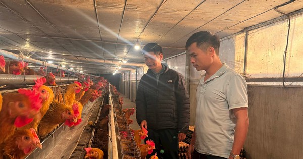 ty phu hai duong la dai gia nuoi ga thu 40 ty lai tien ty o huyen gia loc 17403983526352105285811 102 0 1107 1920 crop 1740398485730152782208