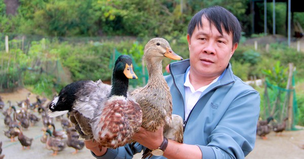 vit bau co ngan 6 1739762792823318845156 239 0 1579 2560 crop 17397636592551920533228