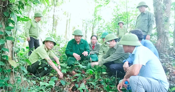 2 lanh dao huyen huong son kiem tra ty le song cua cay thien nien kien 1 17421809566101651707050 30 0 700 1280 crop 1742180963006987695305