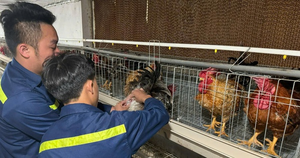 Tỷ phú Lạng Sơn là nông dân nuôi thứ gà đặc sản, giống gà 6 ngón trên đỉnh núi Mẫu Sơn 11 3 17430824327162021451648 96 0 766 1280 crop 17430825336441182474107
