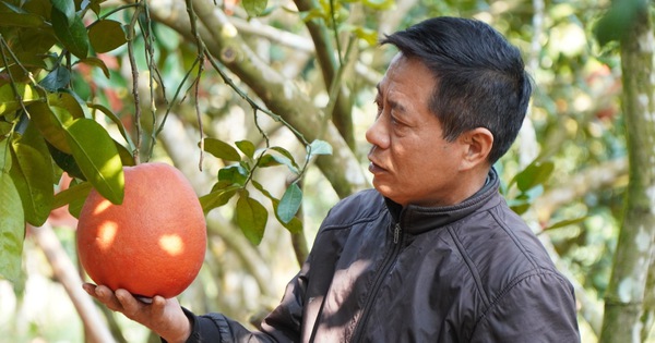 buoi 2 17413403175541000014670 81 0 1421 2560 crop 17413408130021915452546